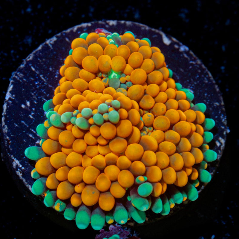 Orange Ricordea Mushroom Coral with mushroom disc in reef aquarium