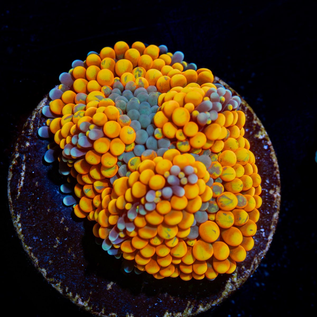 Orange Ricordea Mushroom Coral with mushroom disc in reef aquarium