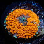 Orange Ricordea Mushroom Coral with mushroom disc in reef aquarium