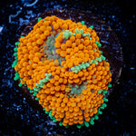 Orange Ricordea Mushroom Coral with mushroom disc in reef aquarium