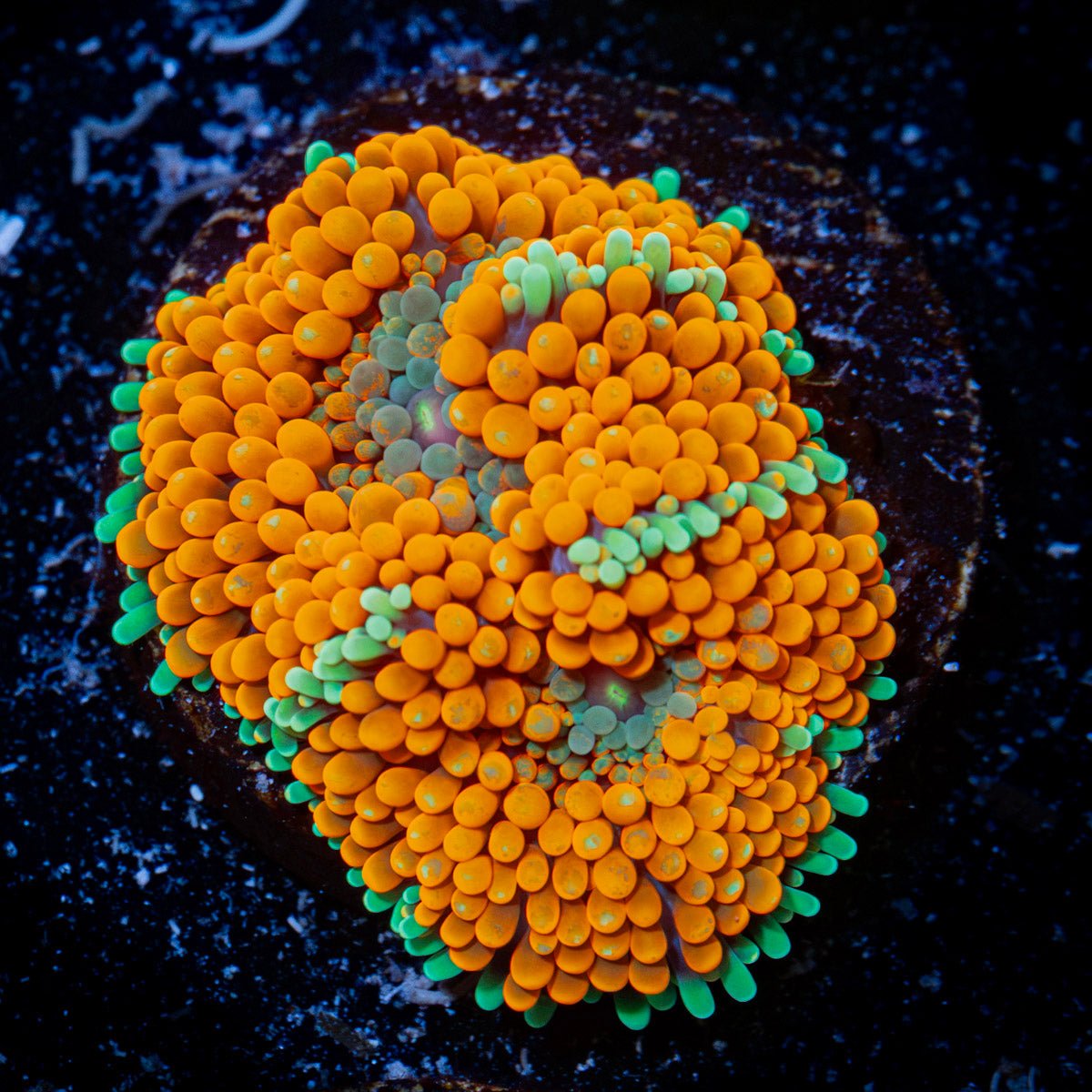 Orange Ricordea Mushroom Coral with mushroom disc in reef aquarium