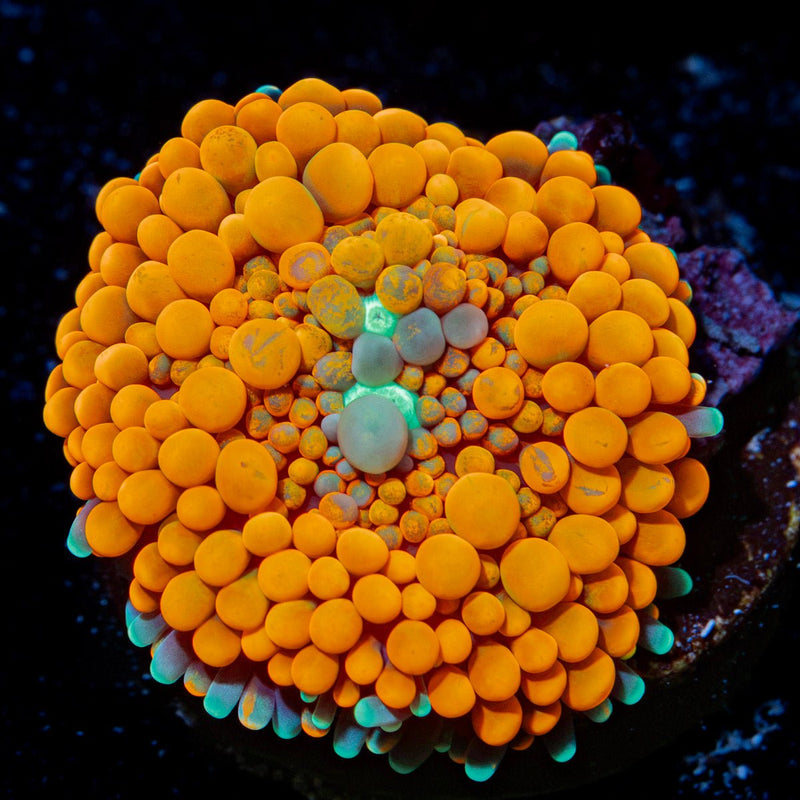 Orange Ricordea Mushroom Coral