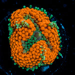 Orange Ricordea Mushroom Coral with mushroom disc in reef aquarium