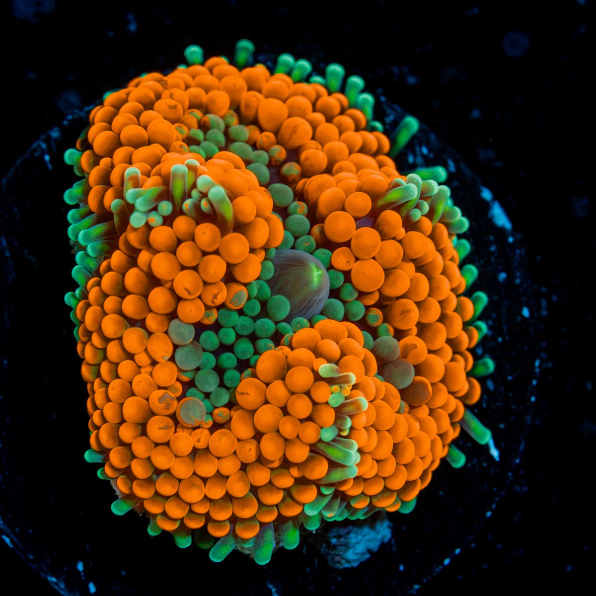 Orange Ricordea Mushroom Coral with mushroom disc in reef aquarium