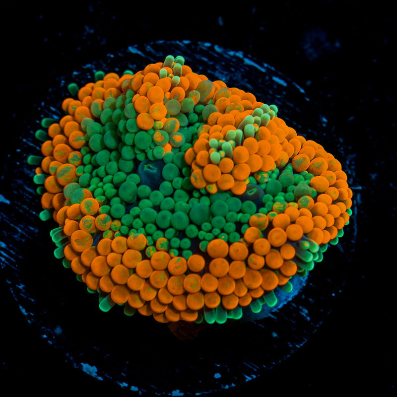 Orange Ricordea Mushroom Coral with mushroom disc in reef aquarium