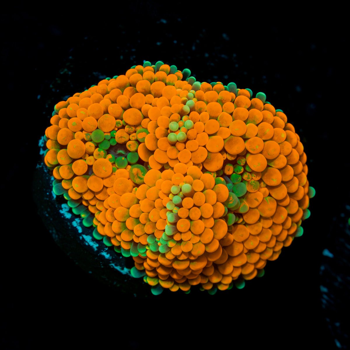 Orange Ricordea Mushroom Coral with mushroom disc in reef aquarium