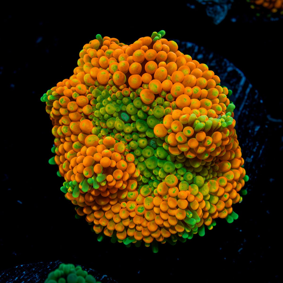 Orange Ricordea Mushroom Coral with mushroom disc in reef aquarium