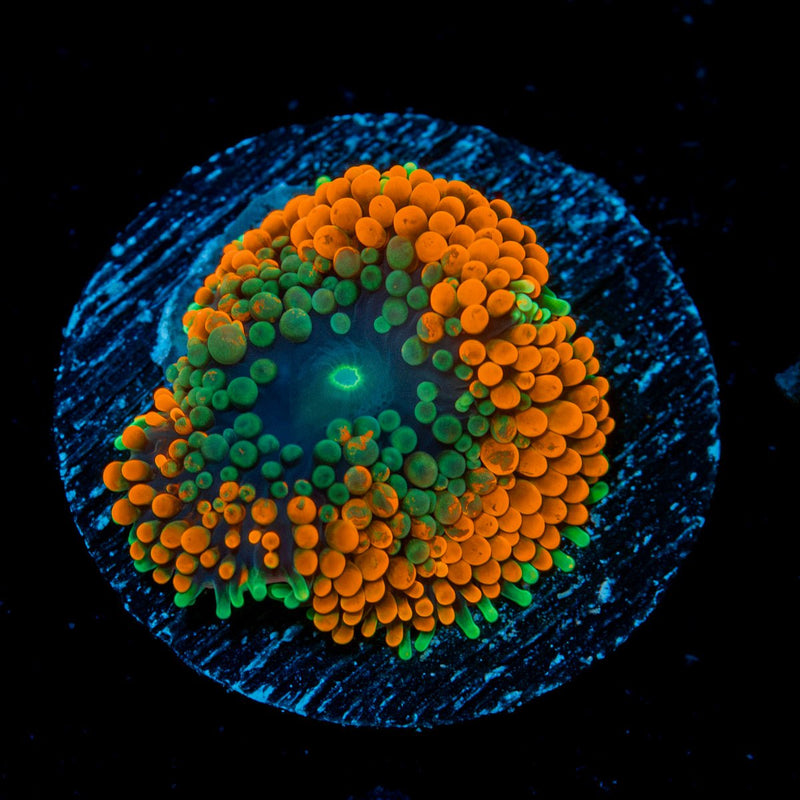 Orange Ricordea Mushroom Coral with mushroom disc in reef aquarium