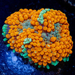 Orange Ricordea Mushroom Coral with mushroom disc in reef aquarium