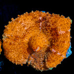 Orange Umbrella Mushroom Coral with mushroom disc in reef aquarium