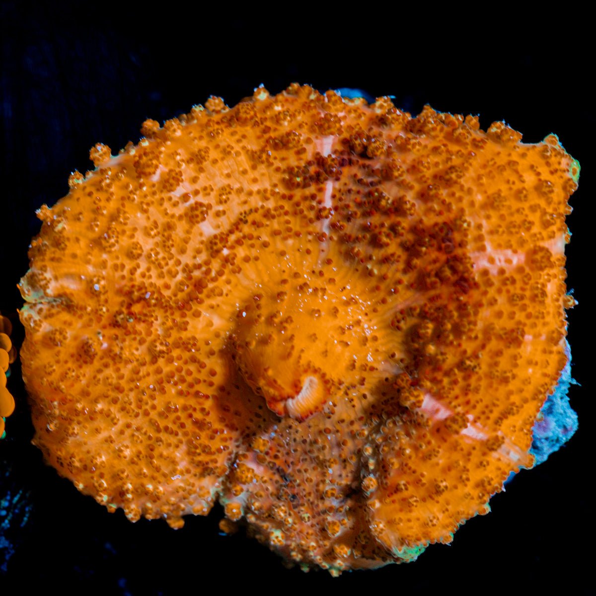 Orange Umbrella Mushroom Coral with mushroom disc in reef aquarium
