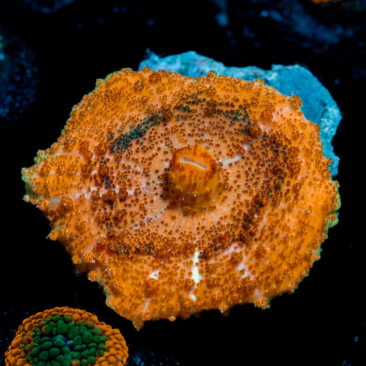 Orange Umbrella Mushroom Coral with mushroom disc in reef aquarium