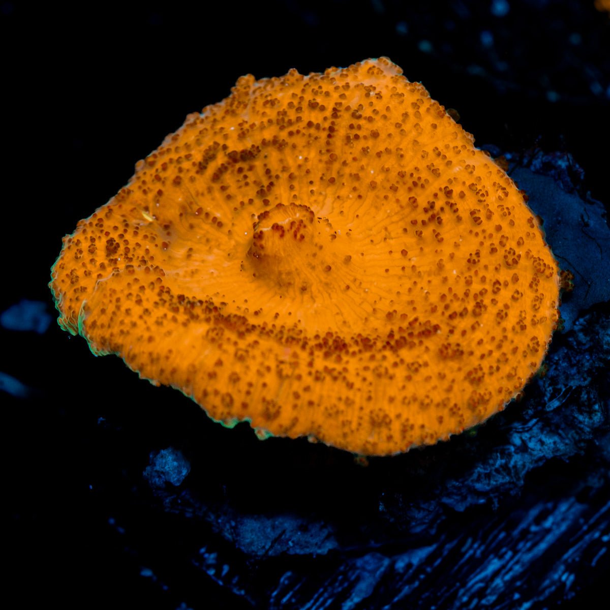 Orange Umbrella Mushroom Coral with mushroom disc in reef aquarium