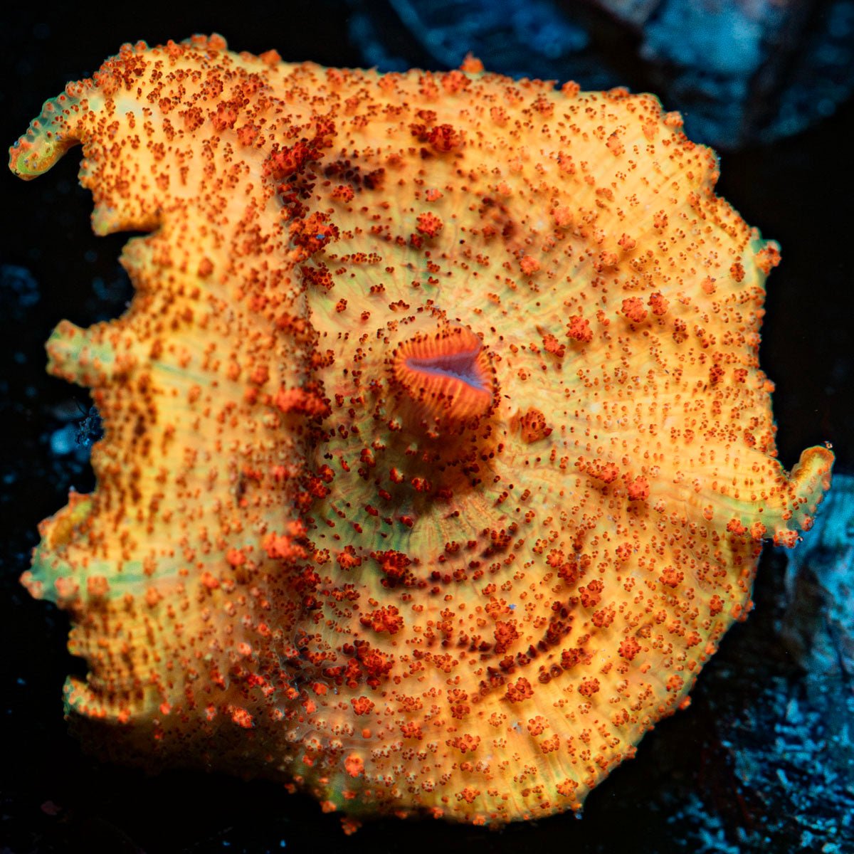 Orange Umbrella Mushroom Coral