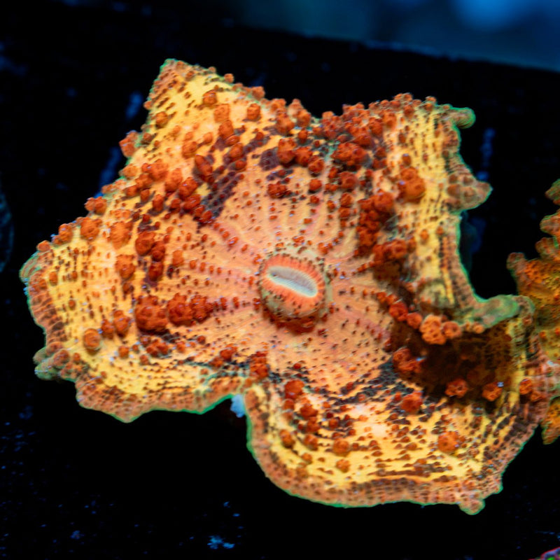 Orange Umbrella Mushroom Coral with distinctive mushroom disc in reef aquarium