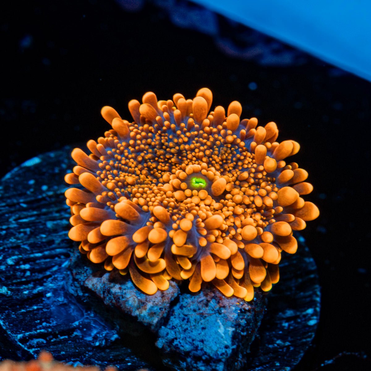 Orange Yuma Mushroom coral