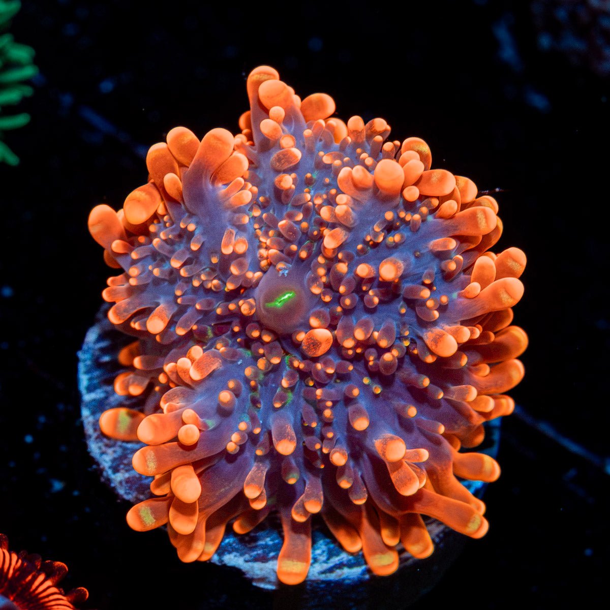 Orange Yuma Ricordea Mushroom Coral
