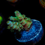Oscar The Grouch Acropora Coral with branching growth in reef aquarium