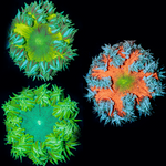 3-Pack Rock Flower Anemones – 1 Red, 2 Green or Silver Skirt