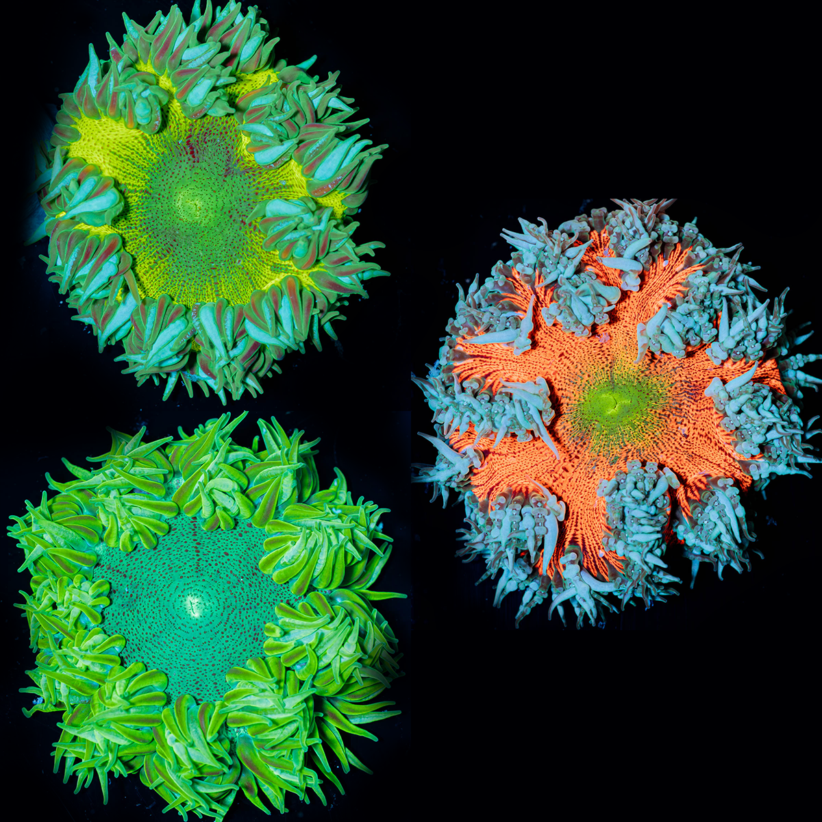 3-Pack Rock Flower Anemones – 1 Red, 2 Green or Silver Skirt