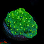 Palm Coast Astreopora Coral with encrusting growth in reef aquarium