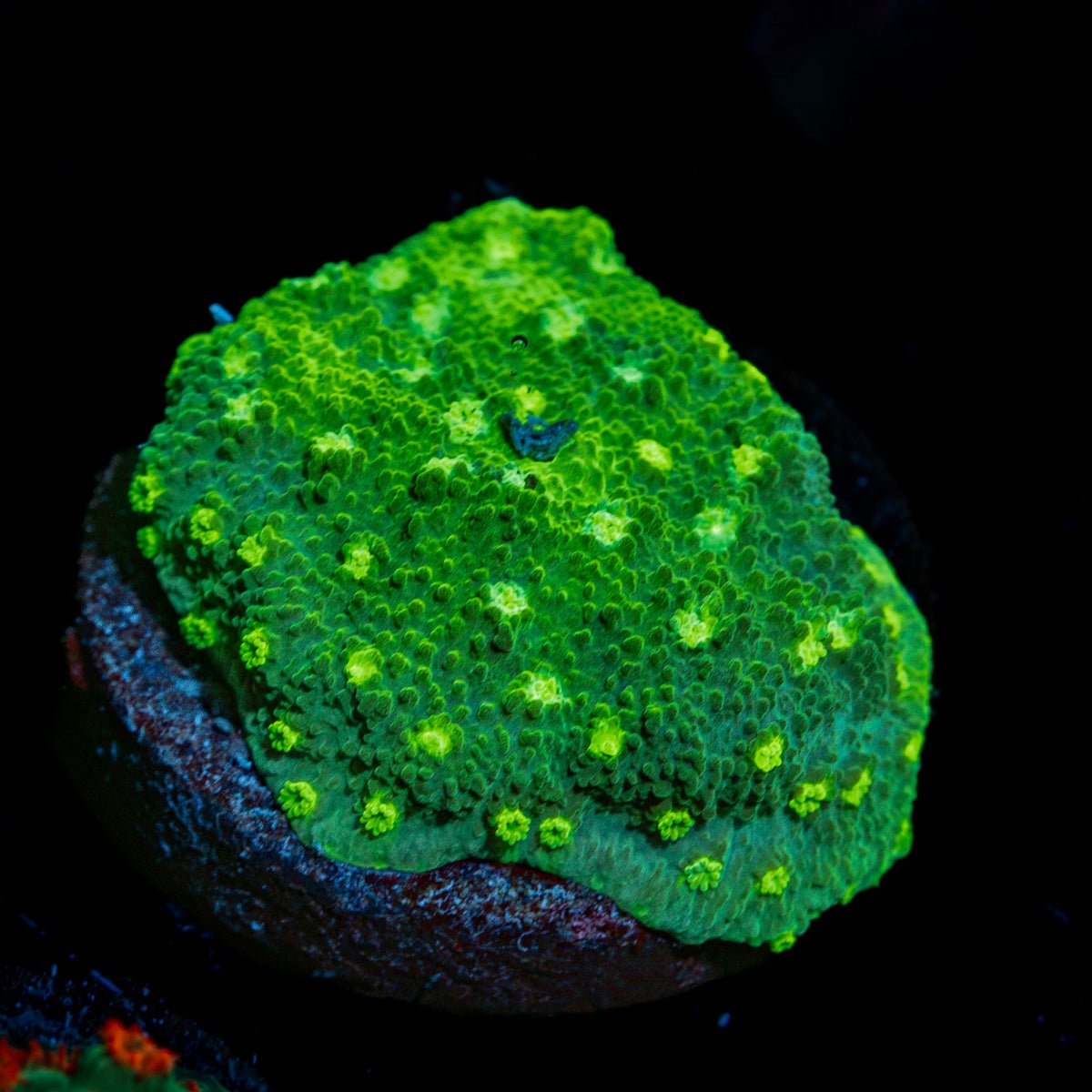 Palm Coast Astreopora Coral with encrusting growth in reef aquarium