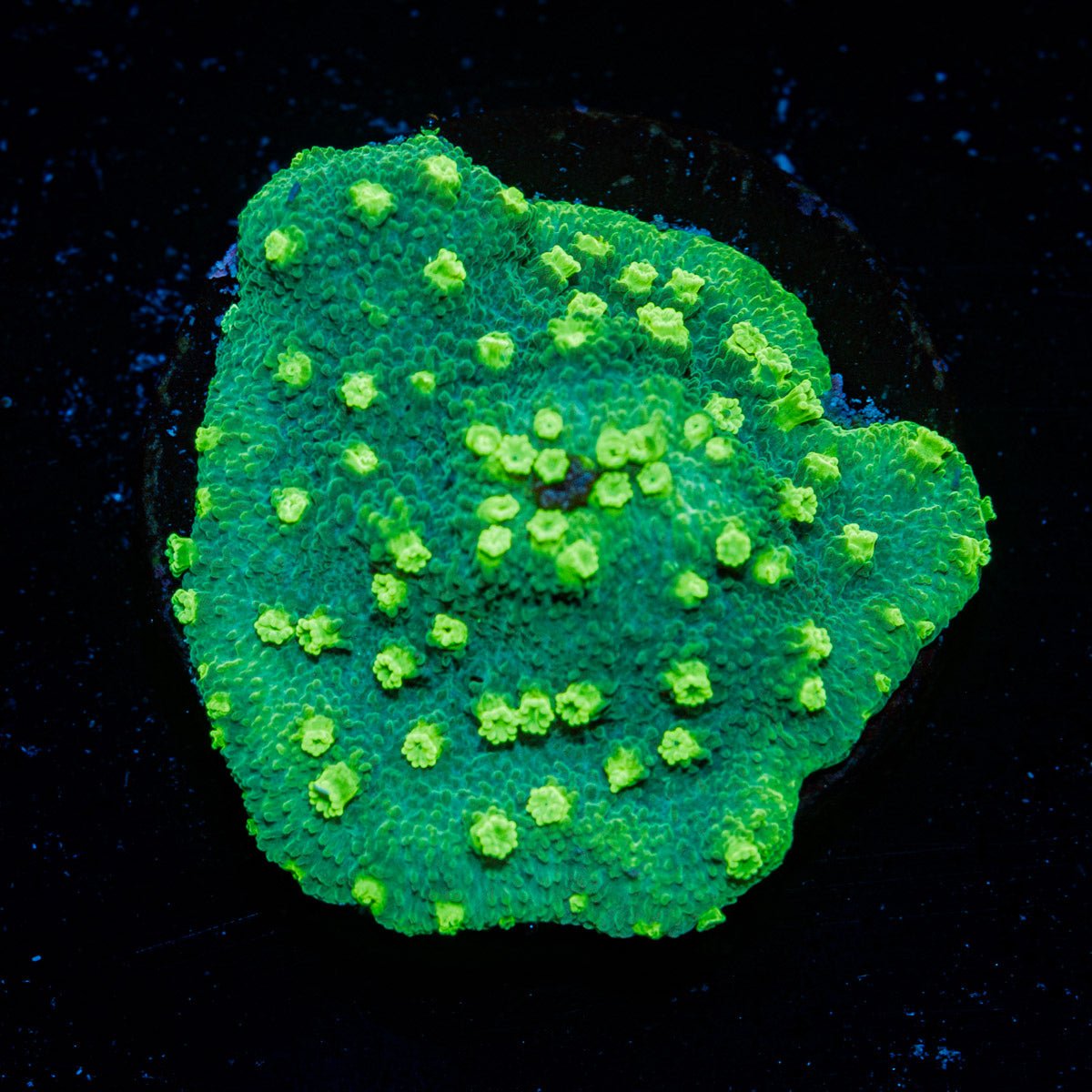 Palm Coast Astreopora with encrusting growth in reef aquarium