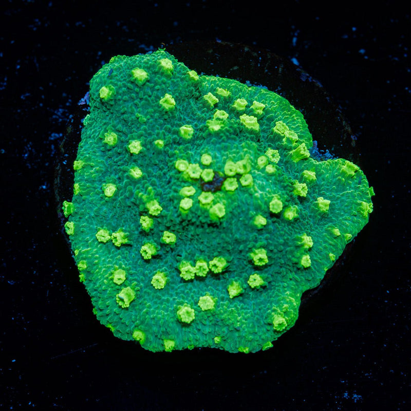 Palm Coast Astreopora with encrusting growth in reef aquarium