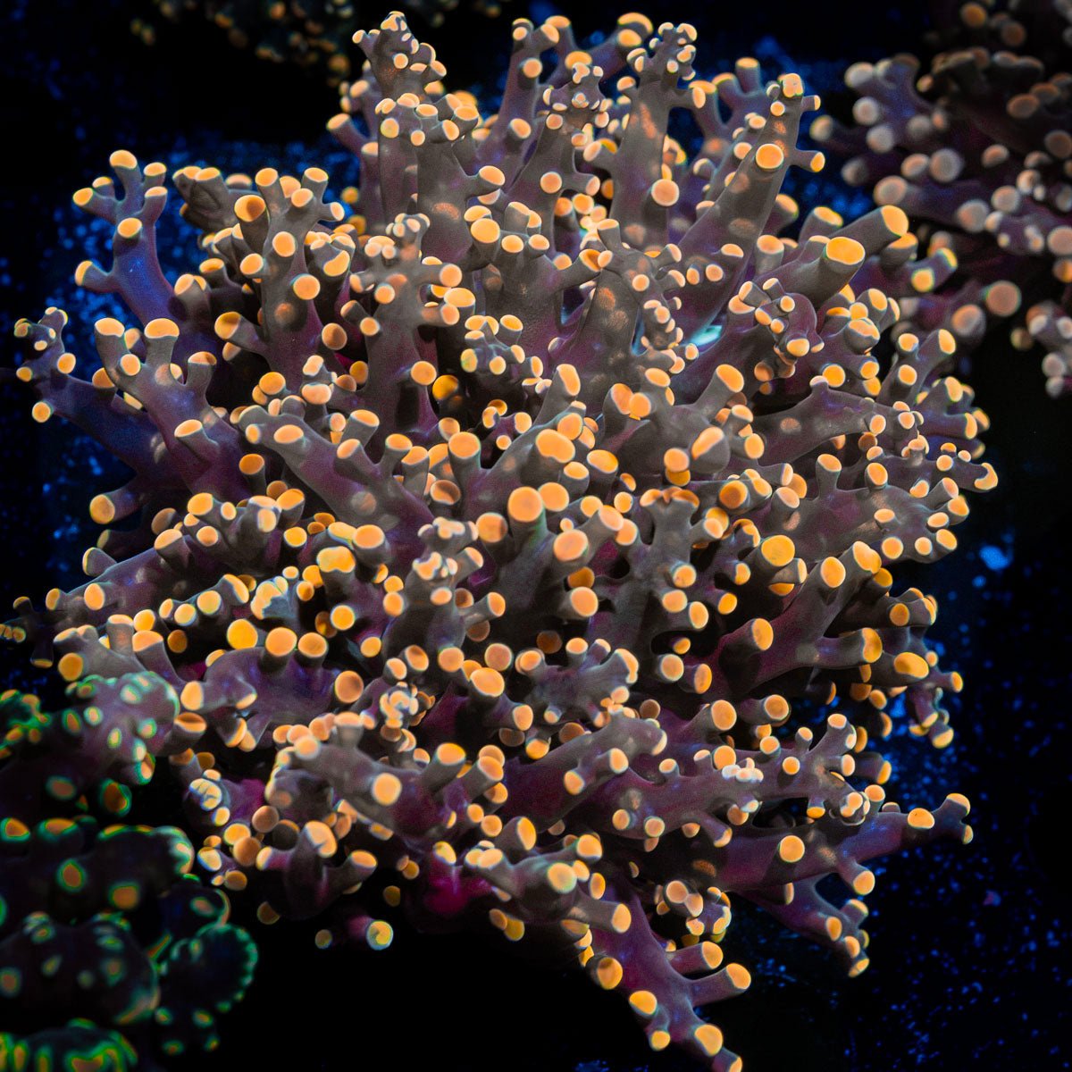 Peach Frogspawn Coral with branching fleshy heads in reef aquarium