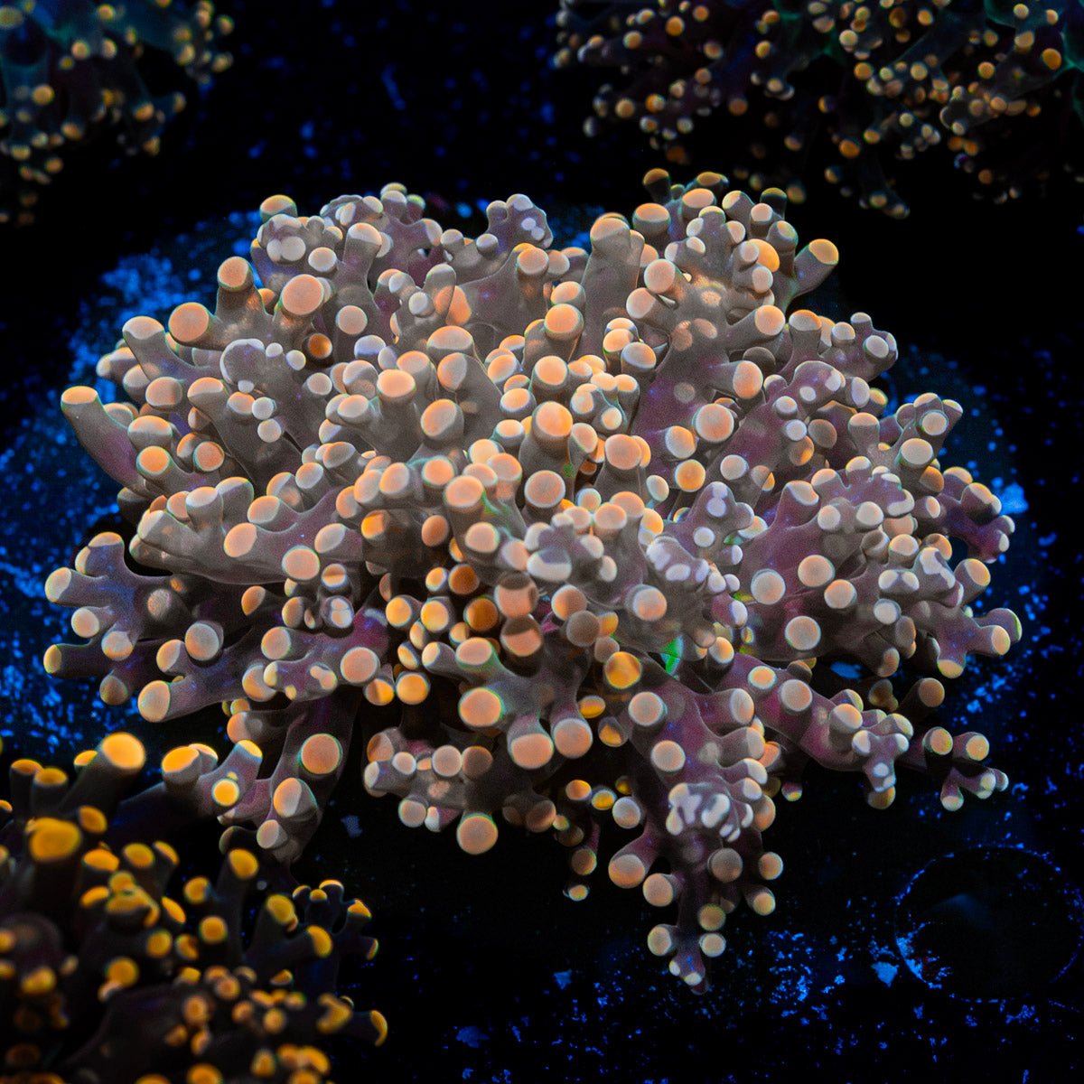 Peach Frogspawn Coral with branching fleshy heads in reef aquarium