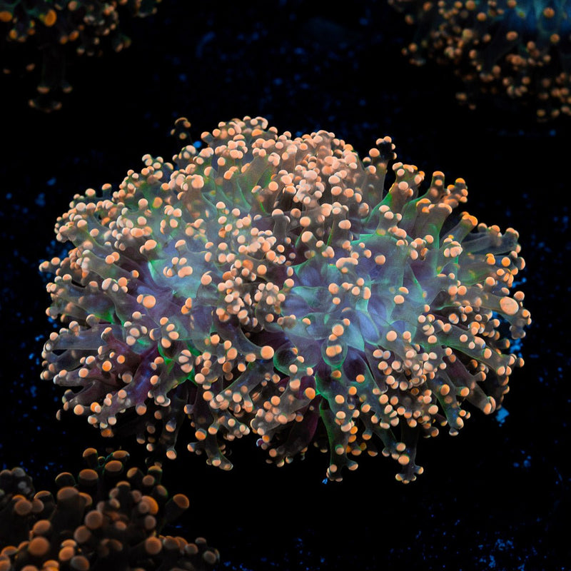 Peach Frogspawn Coral with branching fleshy heads in reef aquarium