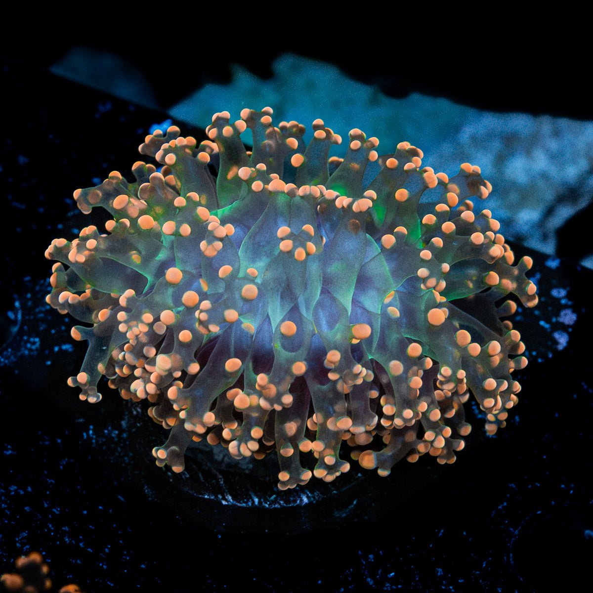 Peach Frogspawn Coral with branching fleshy heads in reef aquarium