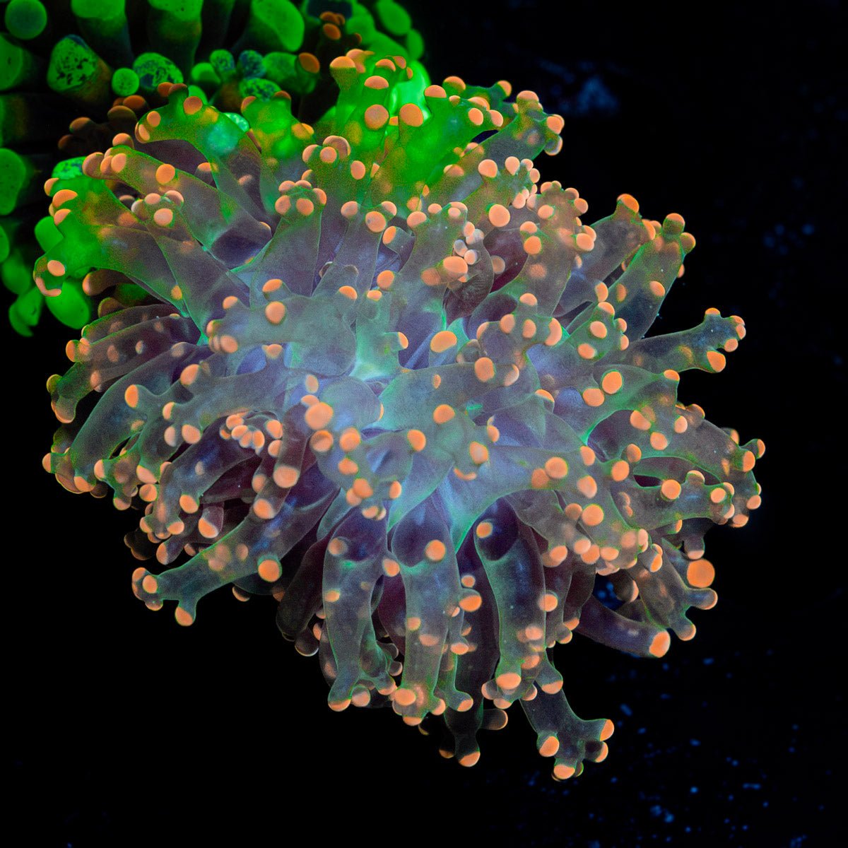 Peach Frogspawn Coral with branching fleshy heads in reef aquarium