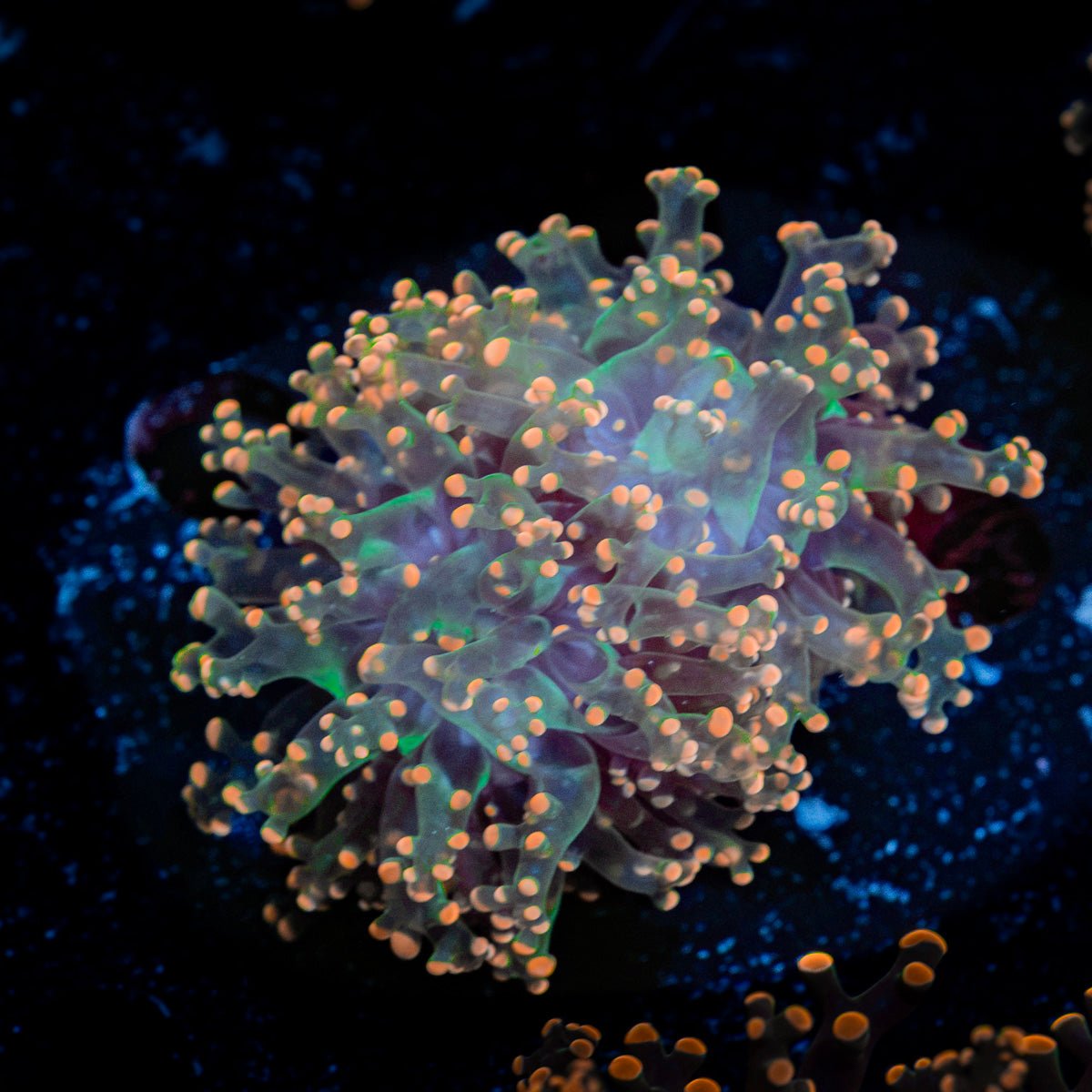 Peach Frogspawn Coral with branching fleshy heads in reef aquarium