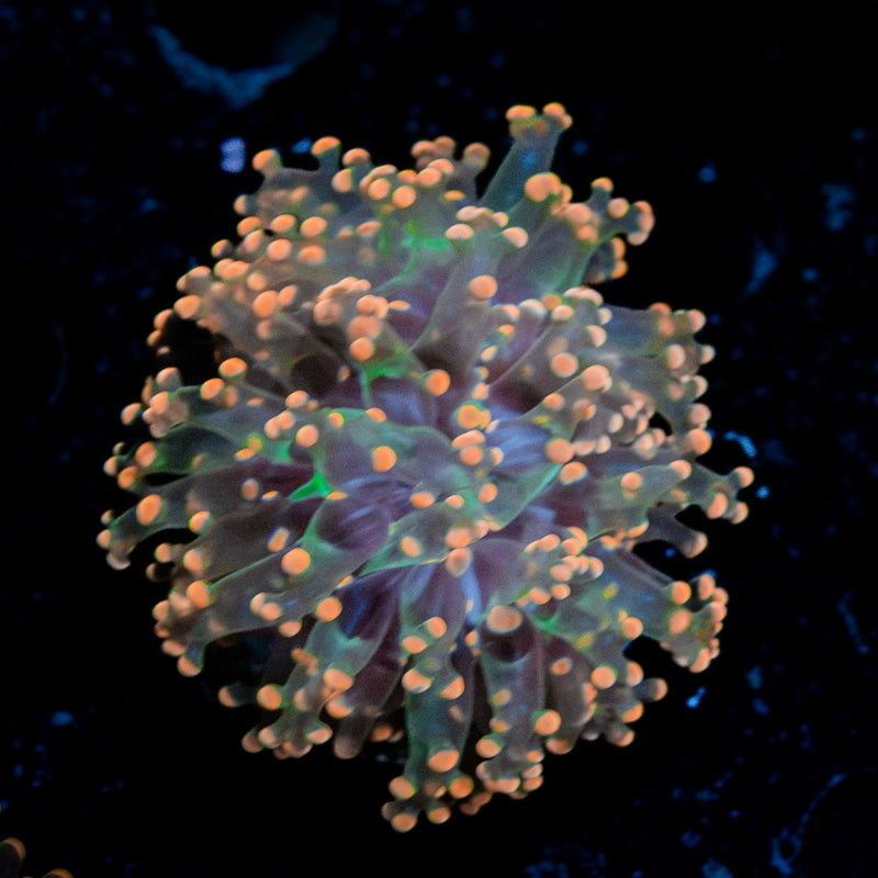 Peach Frogspawn Coral with flowing tentacles in reef aquarium