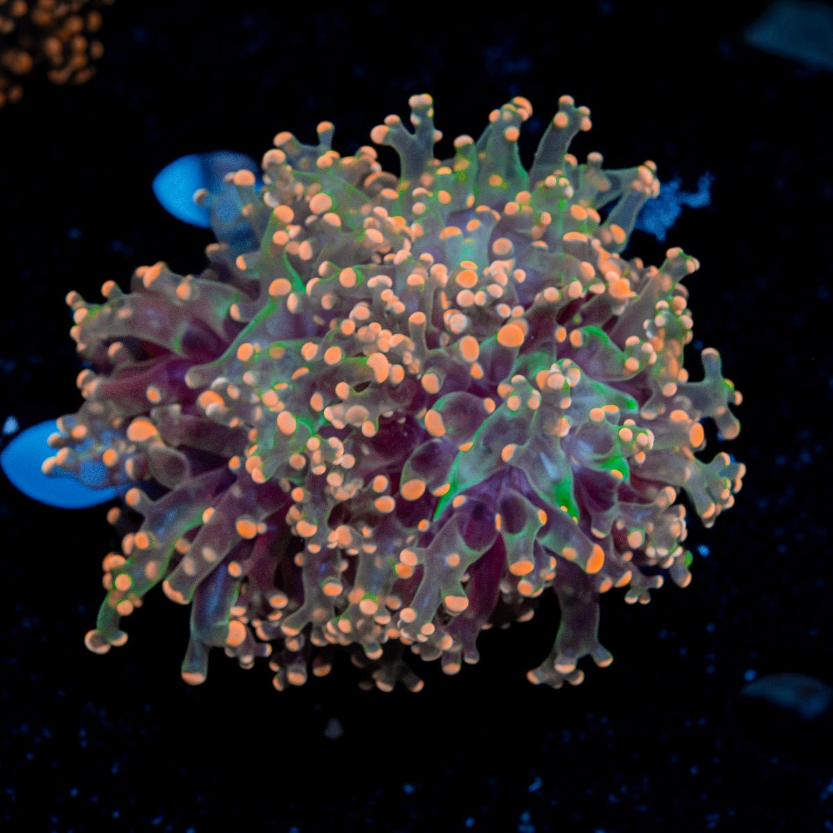 Peach Frogspawn Coral with branching fleshy heads in reef aquarium