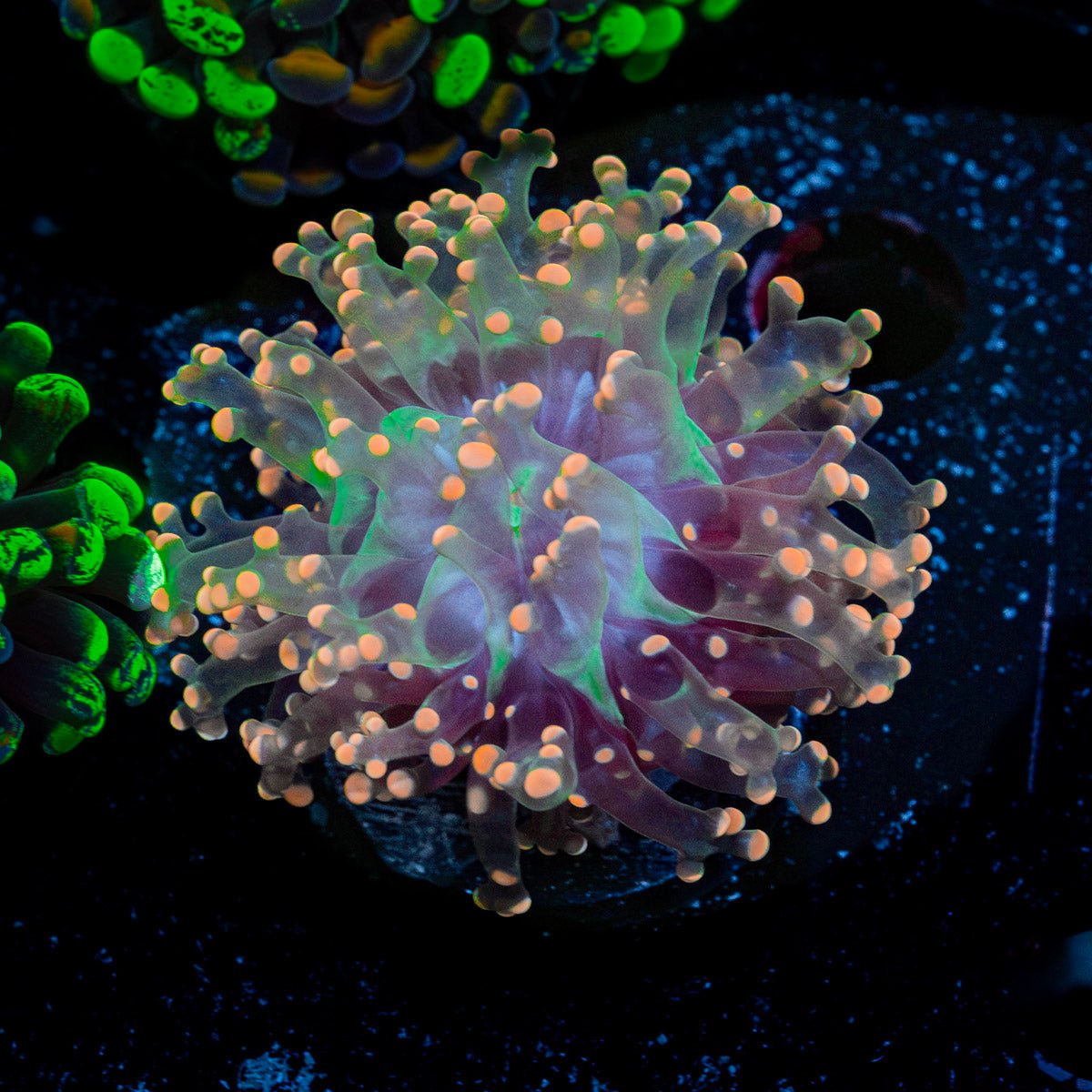 Peach Frogspawn Coral with flowing tentacles in reef aquarium