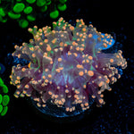 Peach Frogspawn Coral with branching fleshy heads in reef aquarium