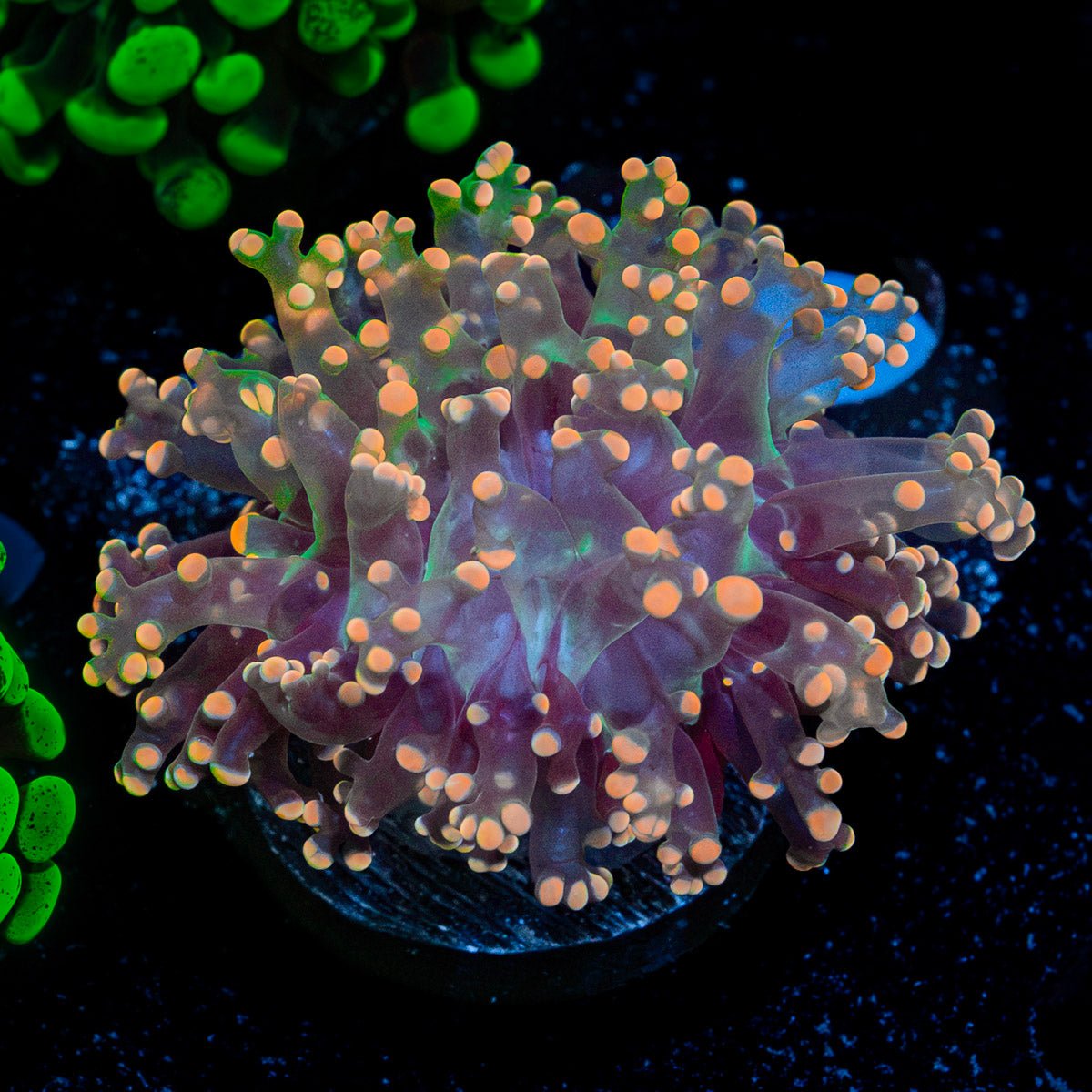 Peach Frogspawn Coral with branching fleshy heads in reef aquarium