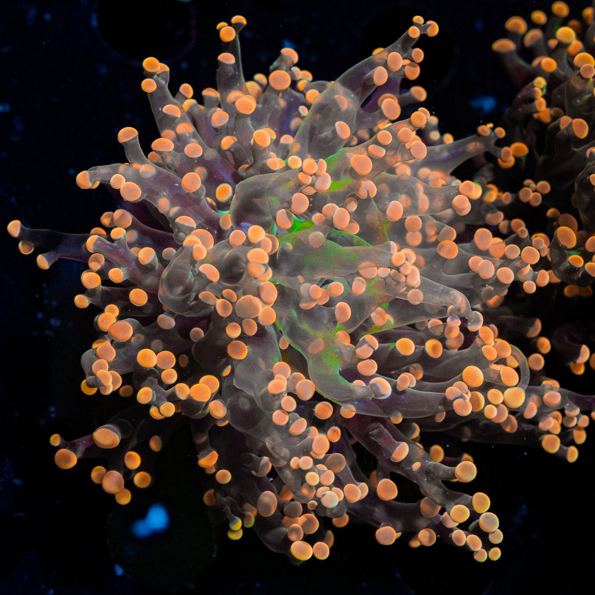 Peach Frogspawn Coral with flowing tentacles in reef aquarium