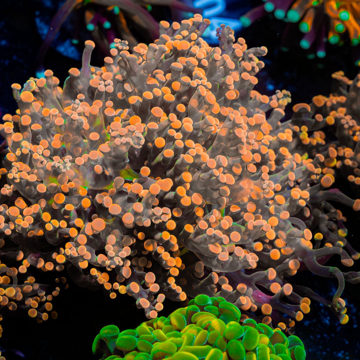 Peach Frogspawn Coral with branching fleshy heads in reef aquarium