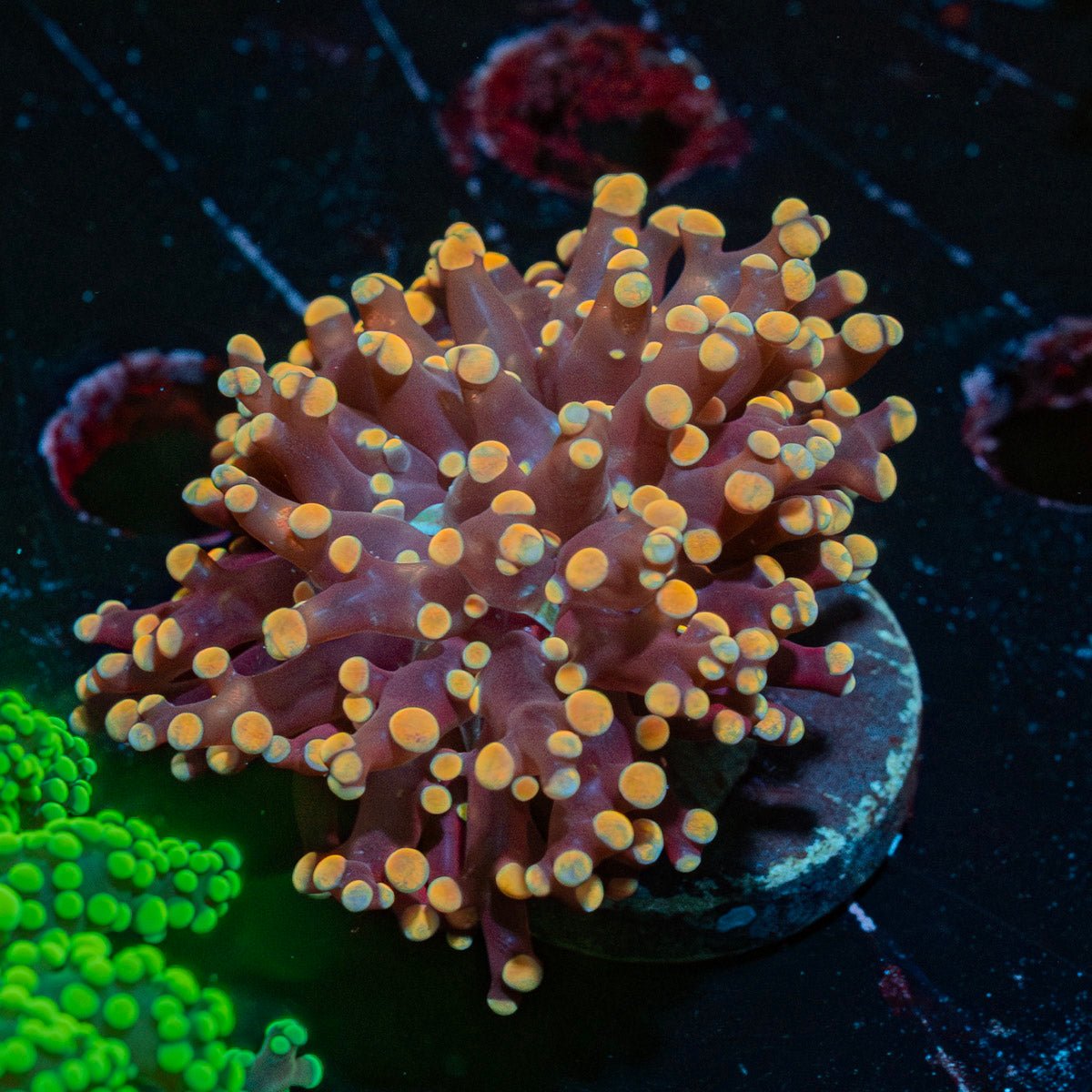 Peach Frogspawn Euphyllia with branching tentacles in a reef aquarium
