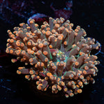 Peach Frogspawn Euphyllia with branching tentacles in a reef aquarium