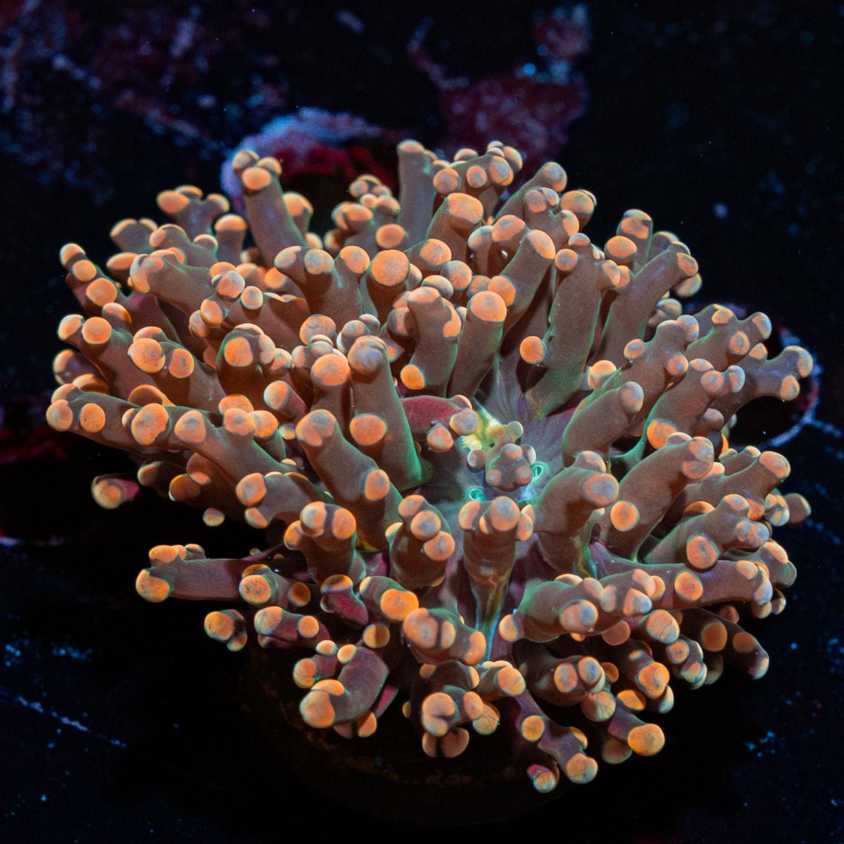 Peach Frogspawn Euphyllia with branching tentacles in a reef aquarium