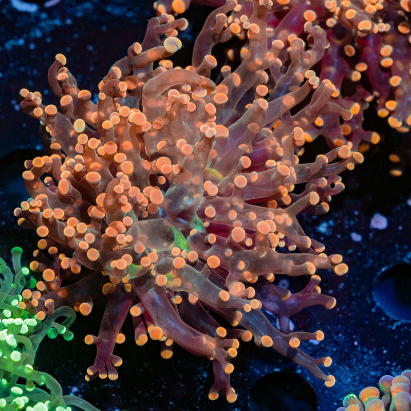 Peach Frogspawn Euphyllia Coral with branching fleshy heads in reef aquarium