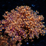 Peach Frogspawn Euphyllia Coral with branching fleshy heads in reef aquarium
