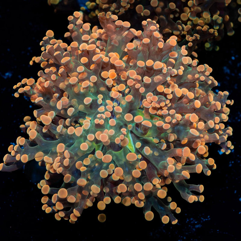 Peach Frogspawn Euphyllia Coral with branching fleshy heads in reef aquarium