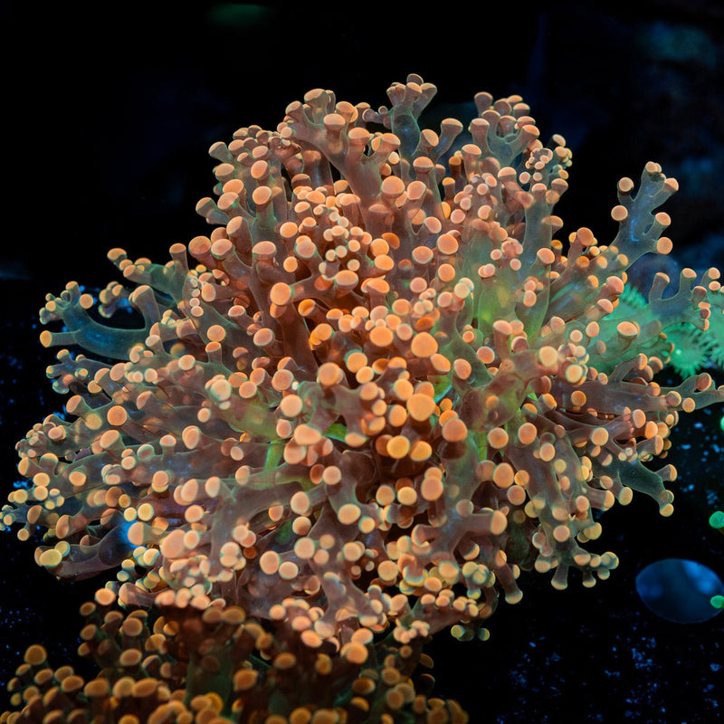 Peach Frogspawn Euphyllia Coral with branching fleshy heads in reef aquarium