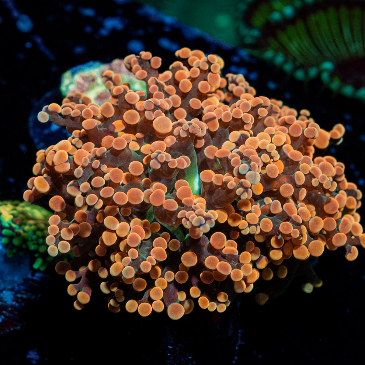 Peach Frogspawn Euphyllia Coral
