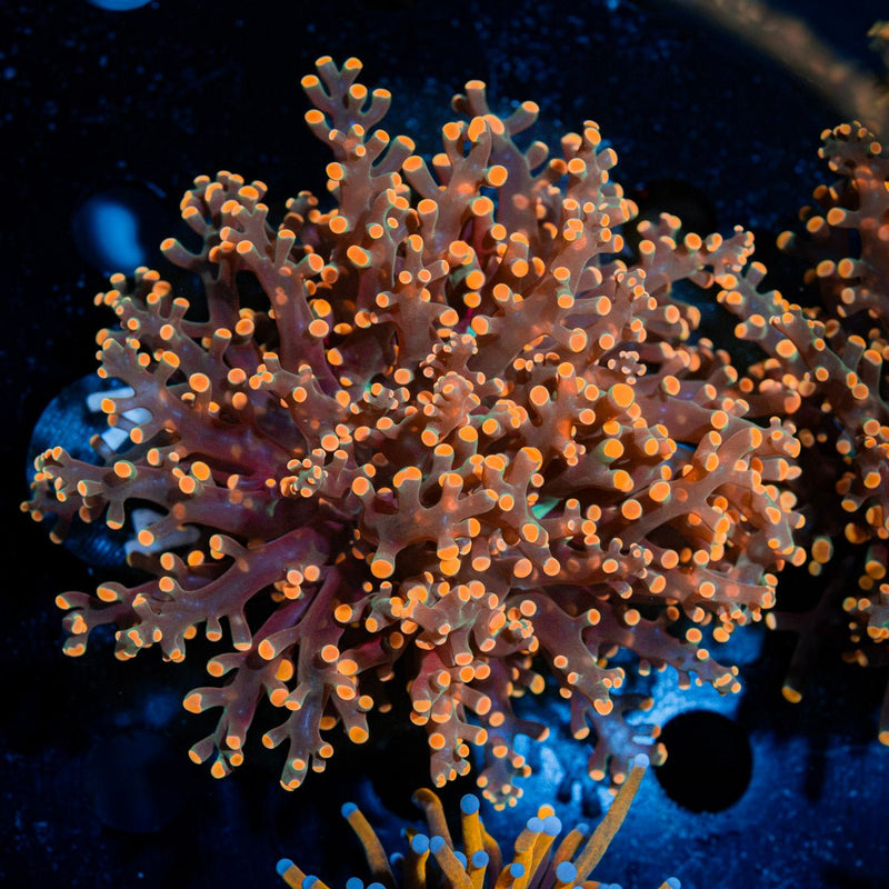 Peach FrogSpawn Euphyllia Coral with branching fleshy heads in reef aquarium